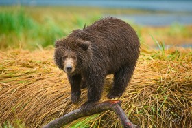Cute brown bear cub BE9334 Cute brown bear cub BE9334