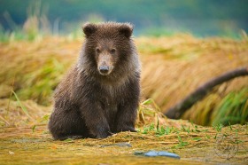 Brown Bear cub BE9335 Brown Bear cub BE9335