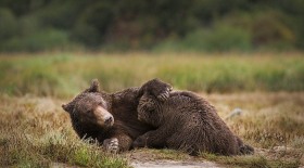 Brown bear nursing cub BE9836 Brown bear nursing cub BE9836
