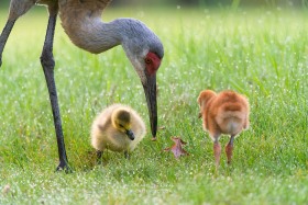 Sandhill Crane with gosling and colt BI10285