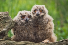 Eagle Owl chicks BI3899 Eagle Owl chicks BI3899