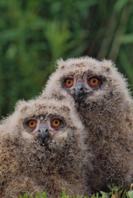 Eagle Owl chicks BI3929 Eagle Owl chicks BI3929