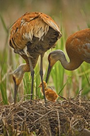 Sandhill crane parents with chick on nest BI8187 Sandhill crane parents with chick on nest BI8187
