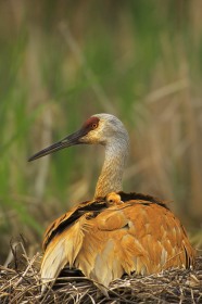 Sandhill crane and chick on nest BI8189 Sandhill crane and chick on nest BI8189