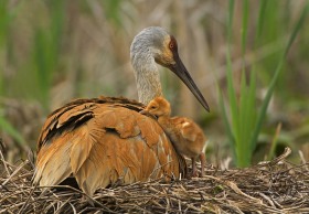 Sandhill chick crawling on parent BI8190 Sandhill chick crawling on parent BI8190
