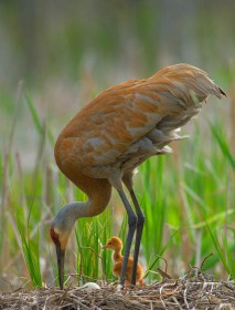 Sandhill crane chick with parent on nest BI8373 Sandhill crane chick with parent on nest BI8373