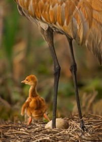 Sandhill crane chick on nest BI8374 Sandhill crane chick on nest BI8374
