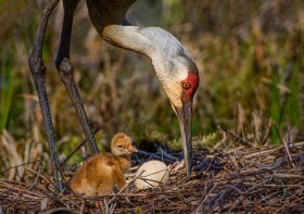 Sandhill Crane with chick and egg BI8471 Sandhill Crane with chick and egg BI8471