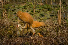 Sandhill Cranes on nest with young BI8475 Sandhill Cranes on nest with young BI8475