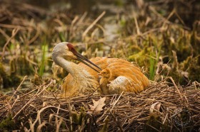 Sandhill Crane tending to chick on nest BI8914 Sandhill Crane tending to chick on nest BI8914