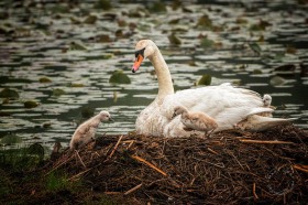 Mute Swan with cygnets BI9738