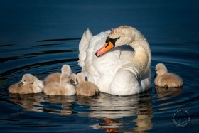 Mute Swan with cygnets BI9739