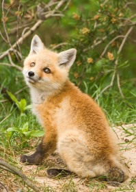 Red Fox kit near den FX8492