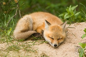 Red Fox kit sleeping FX8493