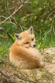 Baby Red Fox kit FX8494