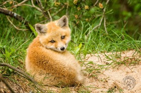 Baby Fox Kit FX8495