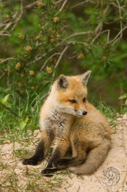 Red Fox juvenile FX8496 Red Fox juvenile FX8496