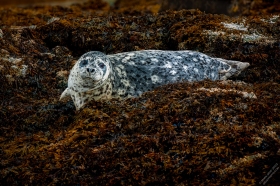 Harbor Seal on seaweed bed SA10703 Harbor Seal on seaweed bed SA10703