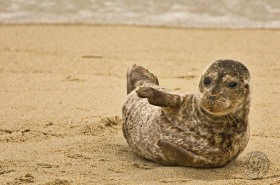 Harbor Seal Pup SA7540 Harbor Seal Pup SA7540