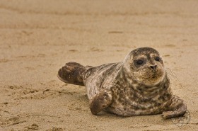 Harbor Seal Pup SA7598 Harbor Seal Pup SA7598