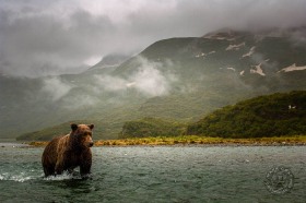 Brown Bear at river mouth BE10585