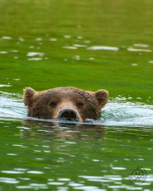 Brown Bear submerged BE10586