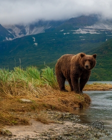 Coastal Brown Bear Habitat in Geographic Harbor BE9095