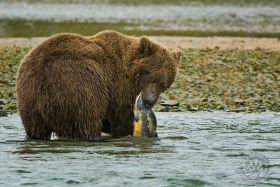 Brown bear with salmon BE9096 Brown bear with salmon BE9096
