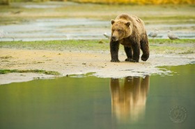 Bear Reflection BE9097 Bear Reflection BE9097