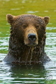 Coastal Brown bear portrait in river BE9098 Coastal Brown bear portrait in river BE9098