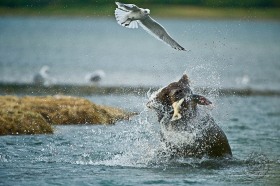 Brown bear catching salmon BE9099