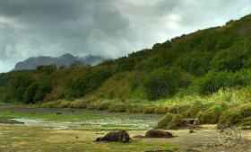 Bears sleeping on a beach BE9102 Bears sleeping on a beach BE9102