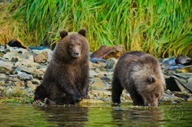Brown bear cubs at river BE9103 Brown bear cubs at river BE9103