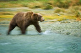 Bear panning blur BE9104