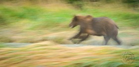 Running Bear BE9105