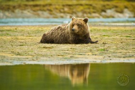 Brown bear at shoreline BE9114 Brown bear at shoreline BE9114