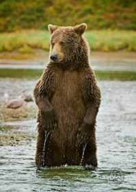 Standing Bear BE9115 Standing Bear BE9115