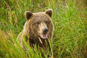 Bear in grassy meadow BE9116 Bear in grassy meadow BE9116