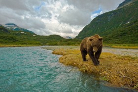 Brown bear walking river's edge BE9119
