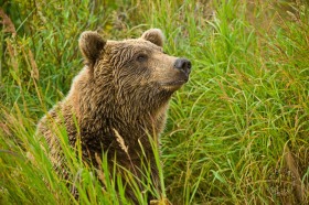 Bear in grassy meadow BE9122 Bear in grassy meadow BE9122