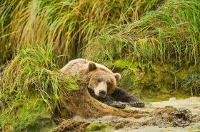 Bear Nap on sandy beach BE9137 Bear Nap on sandy beach BE9137