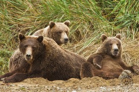 Three Bears BE9139