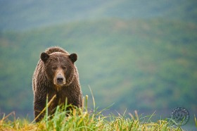 Brown Bear Approach BE9146