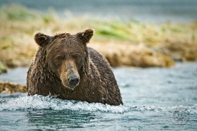 Brown bear wading in river BE9147