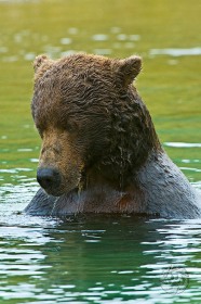 Brown bear in river closeup BE9149 Brown bear in river closeup BE9149