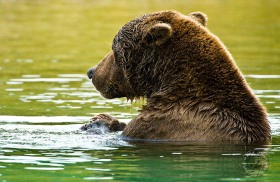 Brown bear in river profile BE9150 Brown bear in river profile BE9150