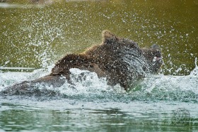 Brown bear splashing BE9151 Brown bear splashing BE9151