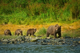 Mother bear and cubs BE9154 Mother bear and cubs BE9154
