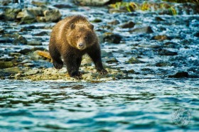 Brown bear cub crossing stream BE9155 Brown bear cub crossing stream BE9155