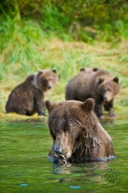 Bear grooming with cubs BE9156 Bear grooming with cubs BE9156